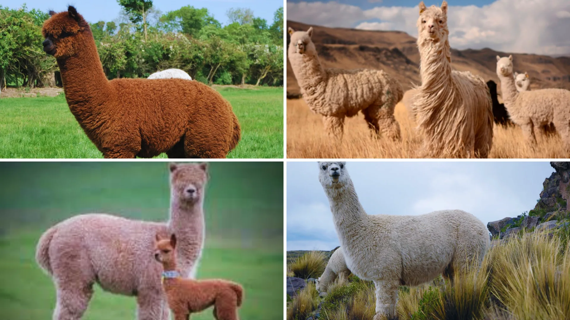 ALPACA