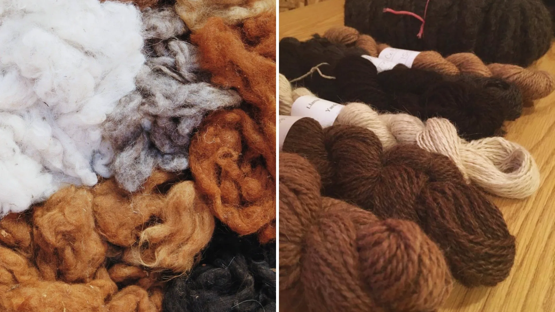 Alpaca vs. Llama Wool