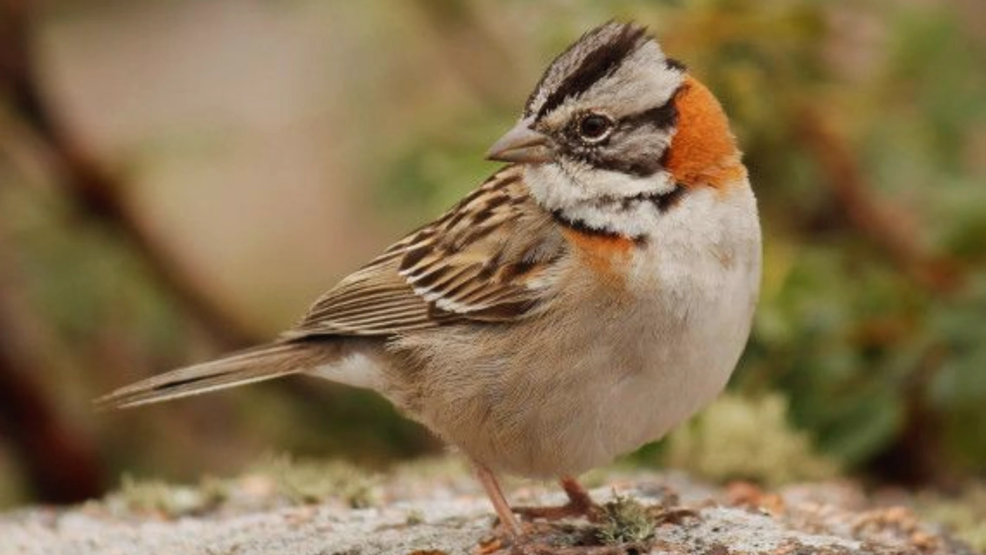 Andean sparrows