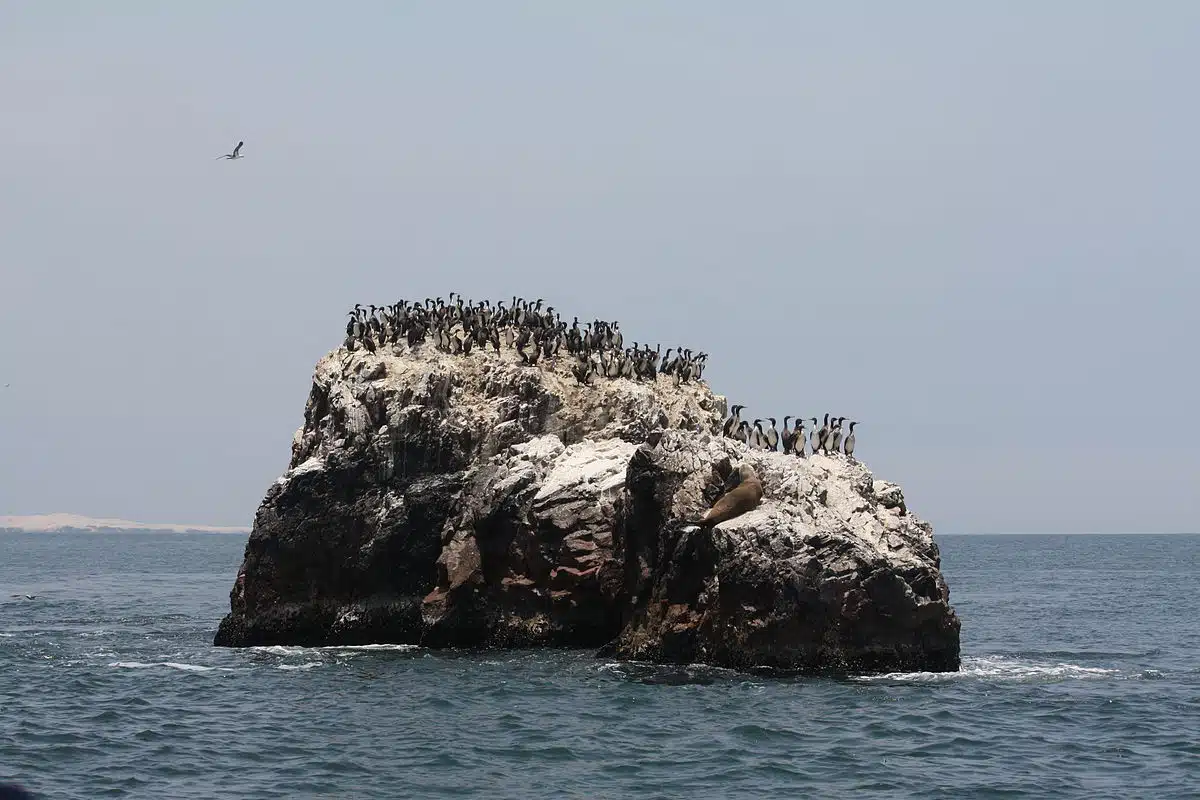 Ballestas Islands – Vineyards – Oasis And Dunes – Nazca Lines 2 Days 1 Night