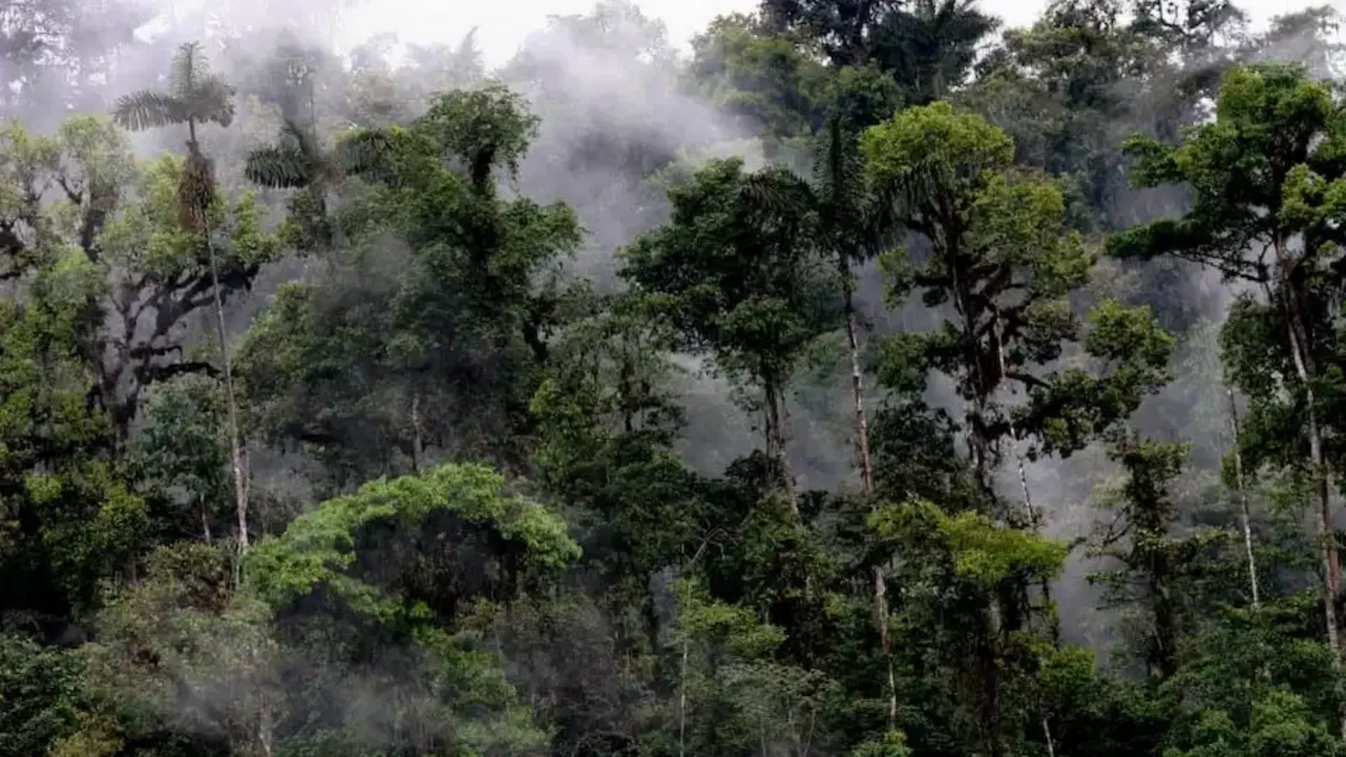 Bosque Nuboso Andino