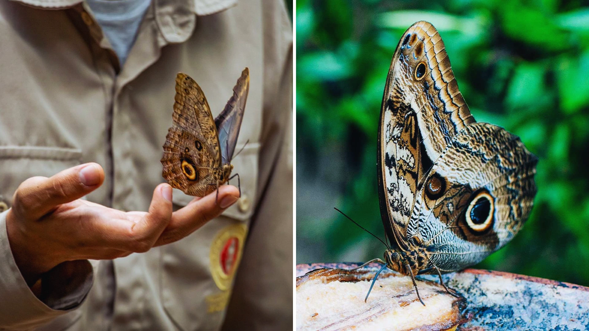 Colorful butterflies