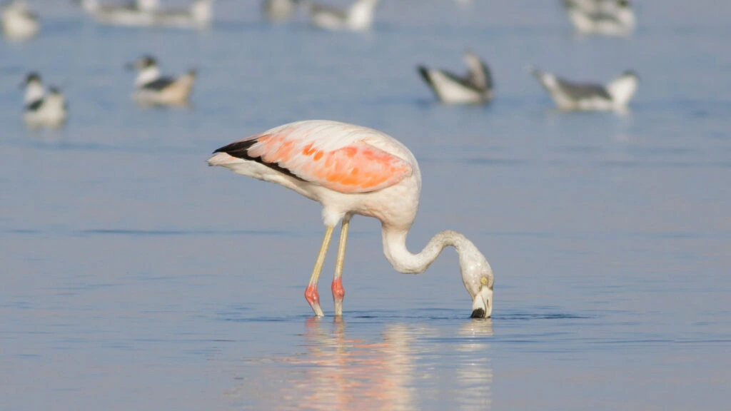 FLAMINGOS PARACAS
