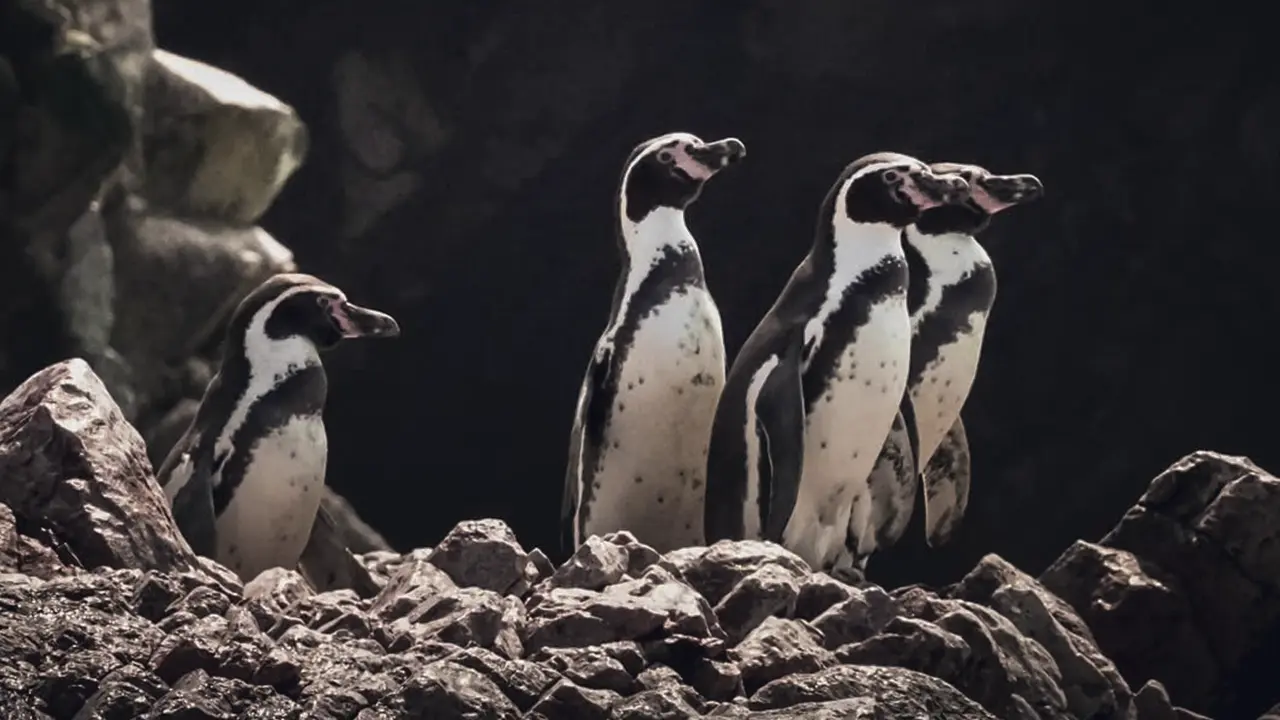 Pingüinos de Humboldt en las Islas Ballestas
