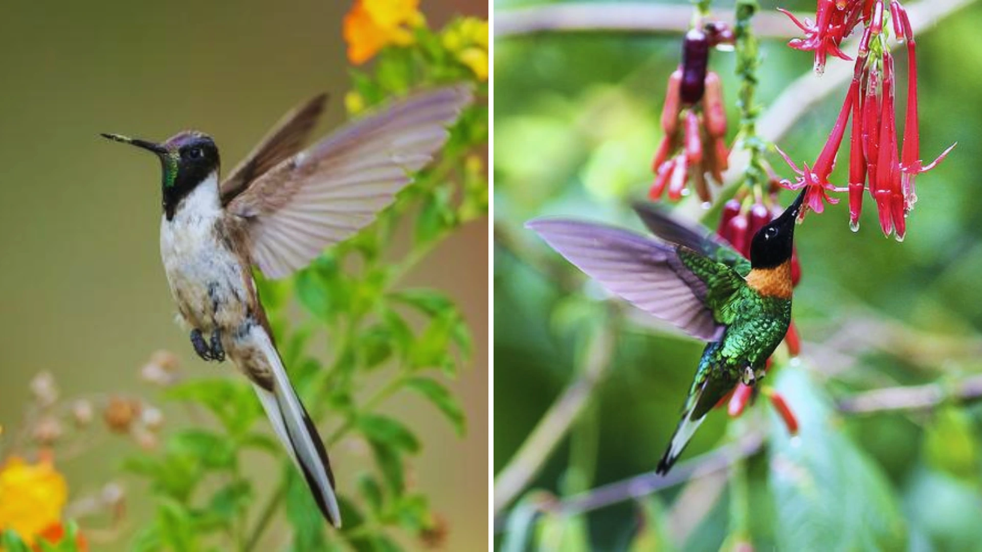 Hummingbirds