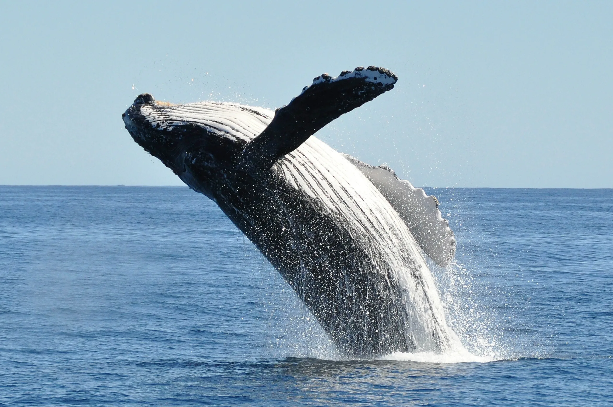 Humpback Whale Watching