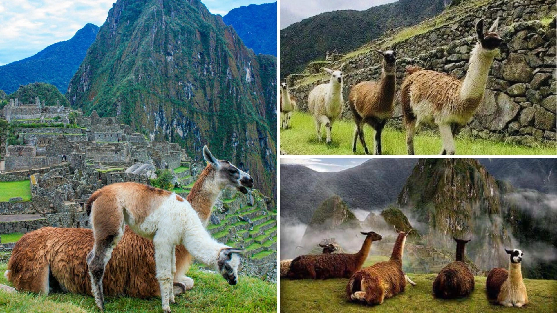 Llamas Overlooking Machu Picchu in Peru