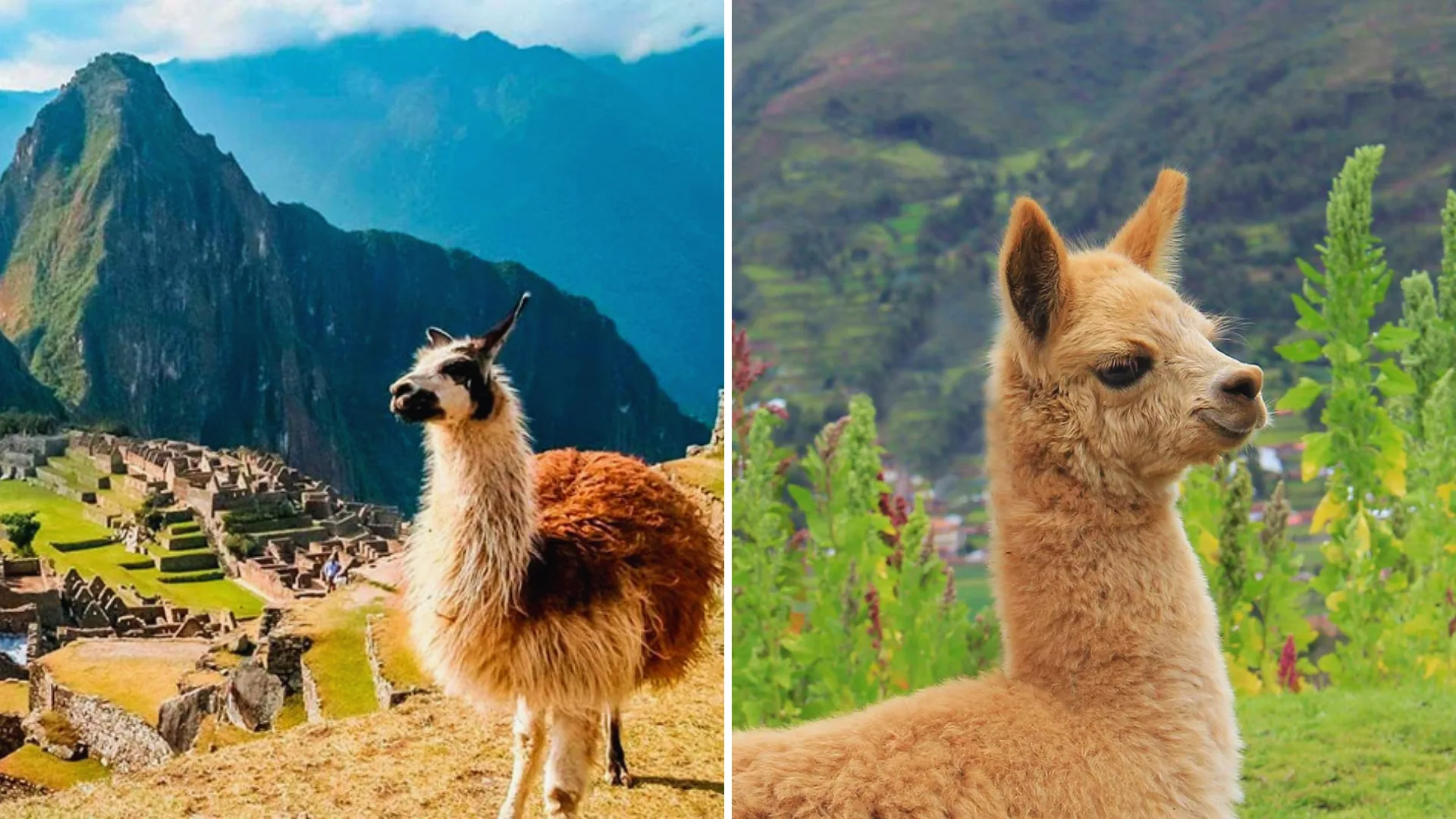 Llamas VS Alpaca