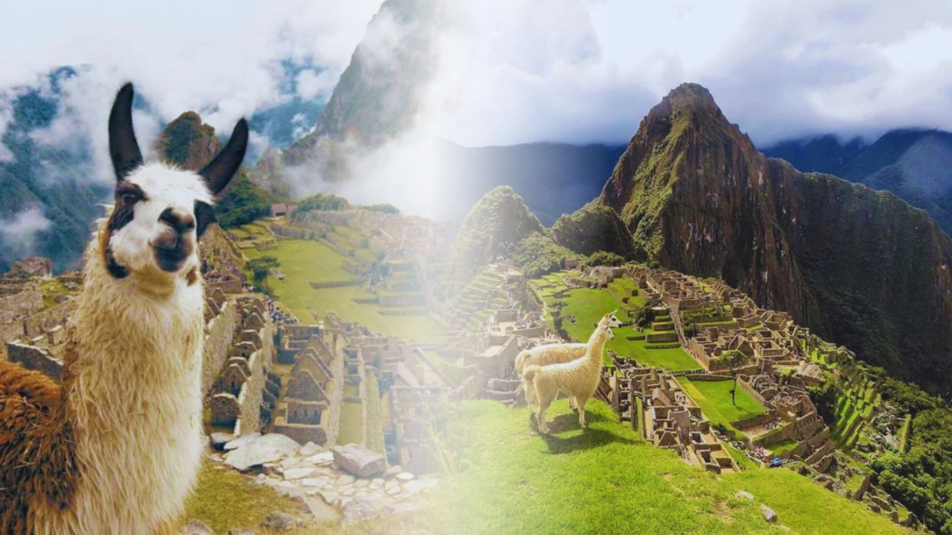 Llamas at Machu Picchu