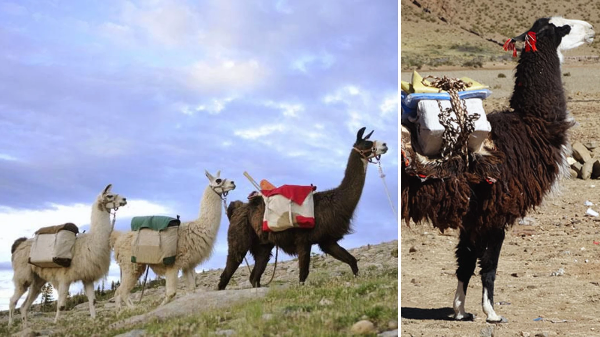 Llamas carrying load