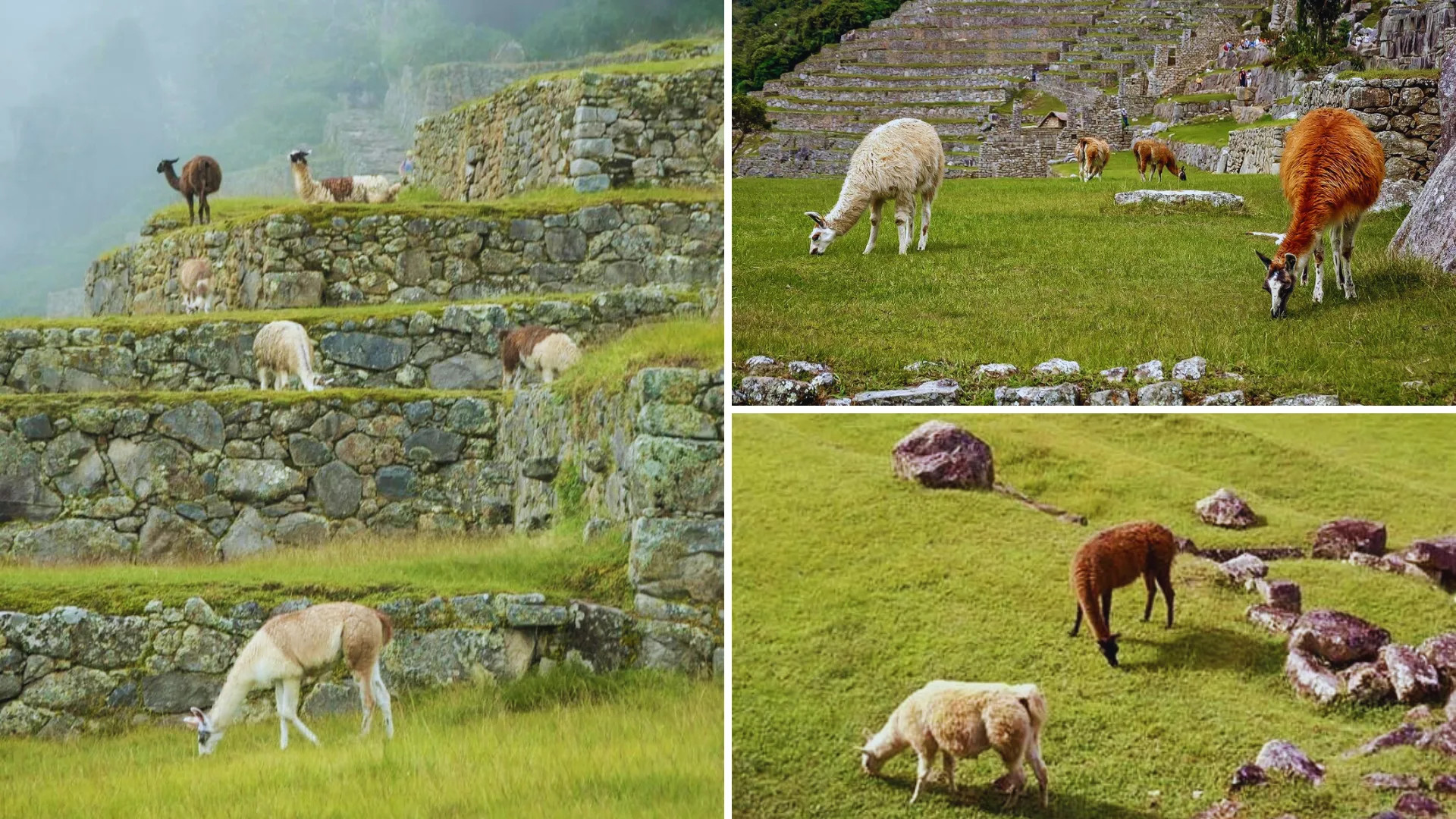 Llamas eating at Machu Picchu
