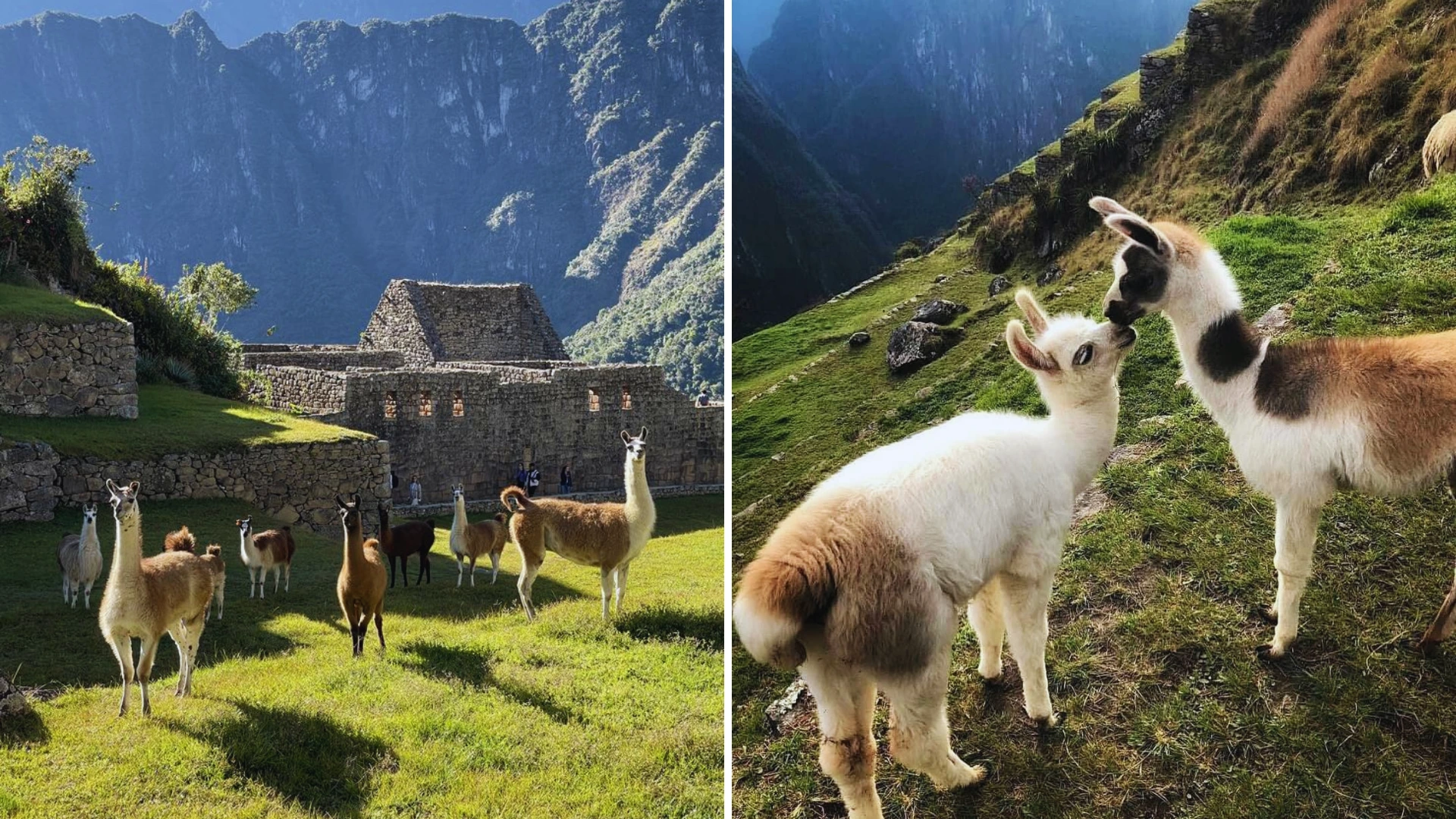 Llamas in Machu Picchu