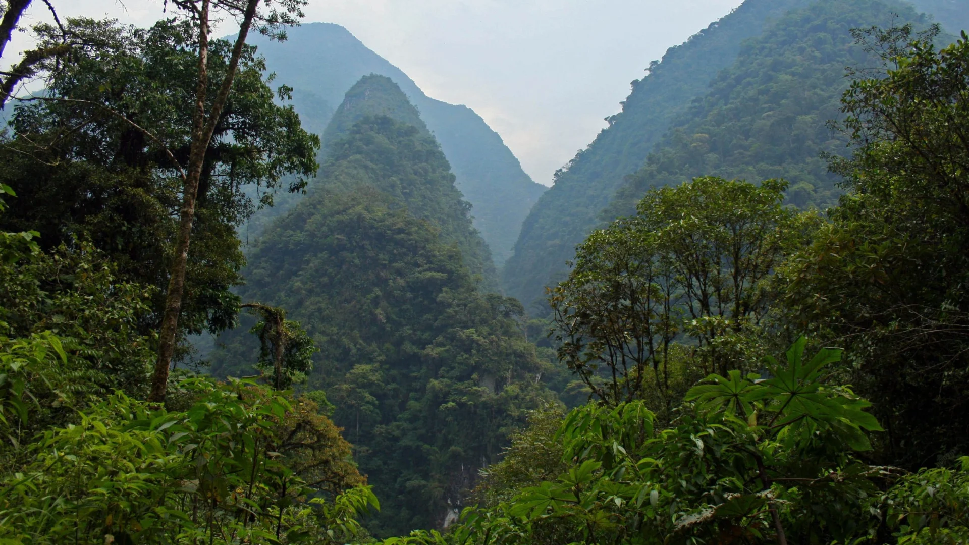 Parque Nacional Yanachaga Chemillén