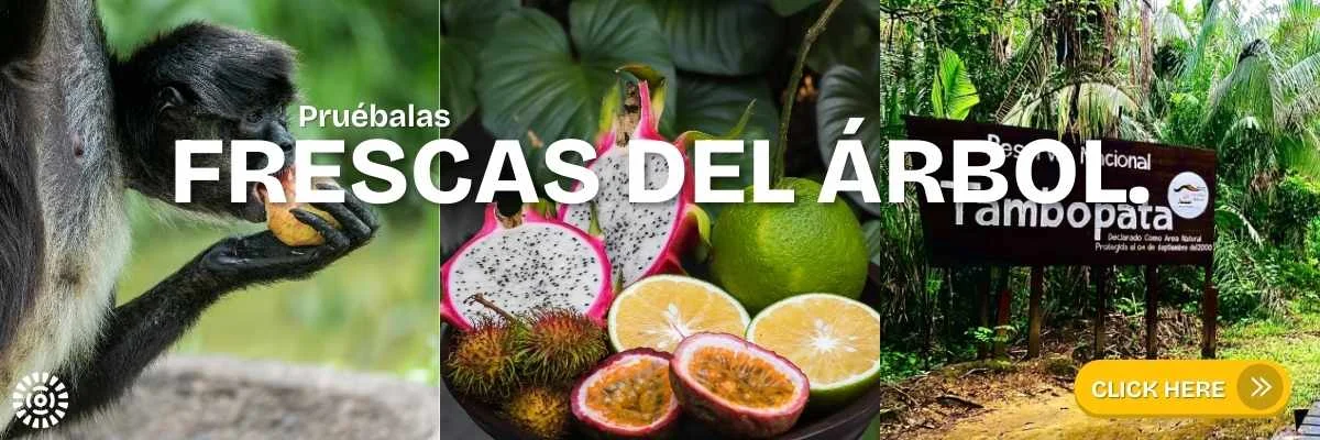 Pruébalas frescas del árbol