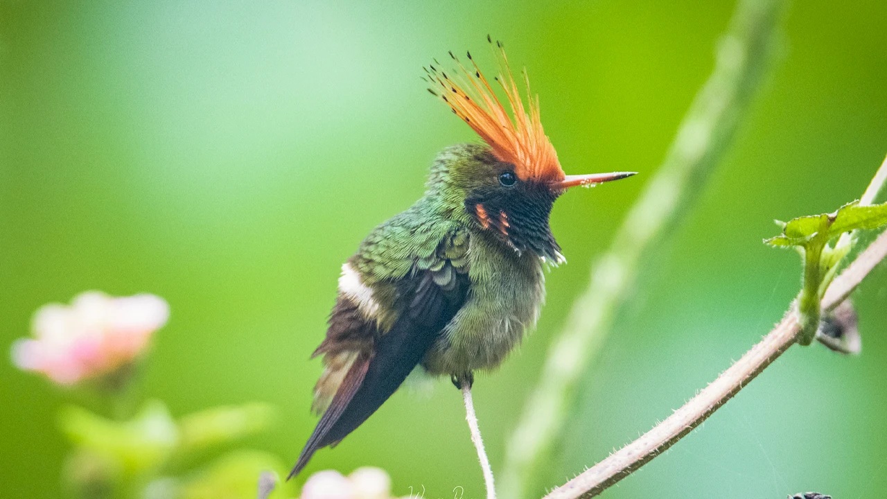 coqueta de cresta rufa