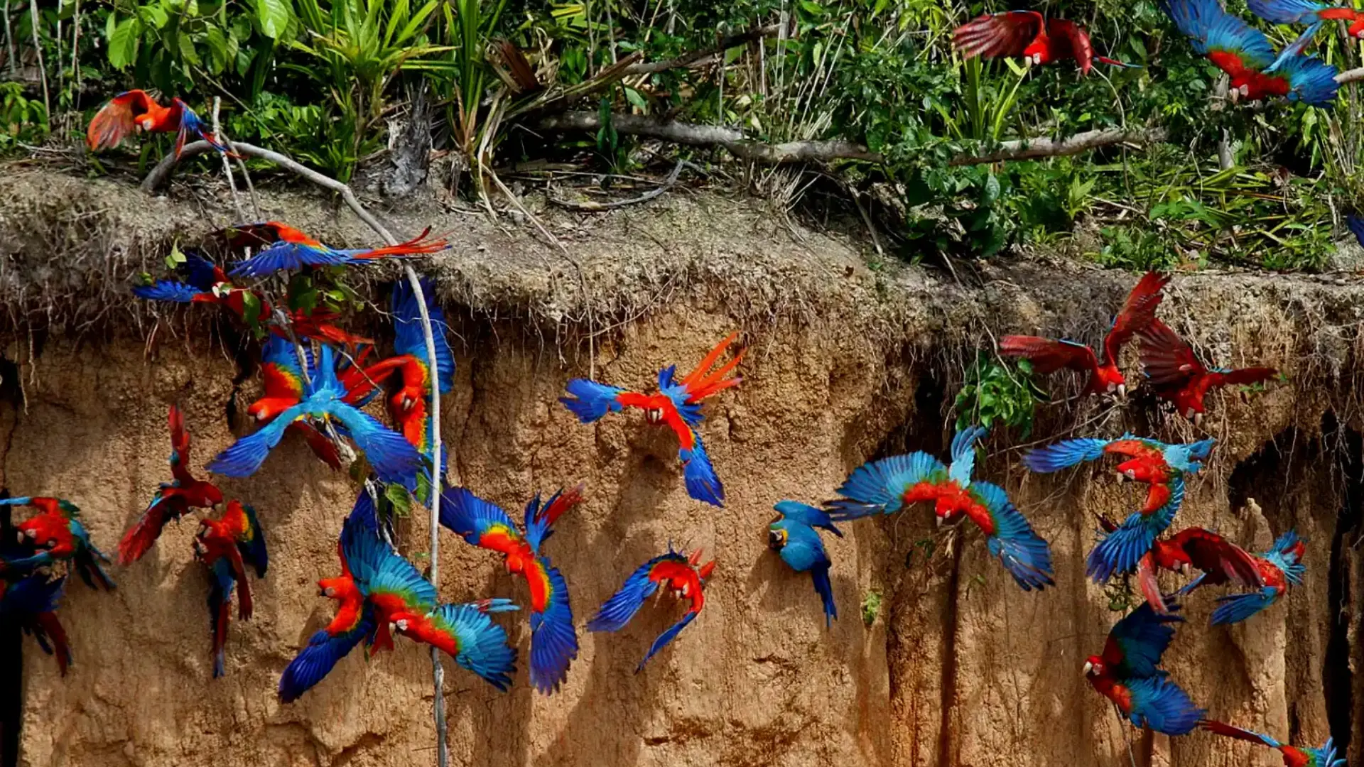 Tambopata National Reserve