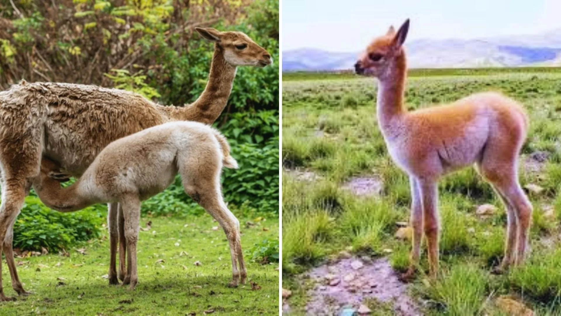 The vicuña in its habitat