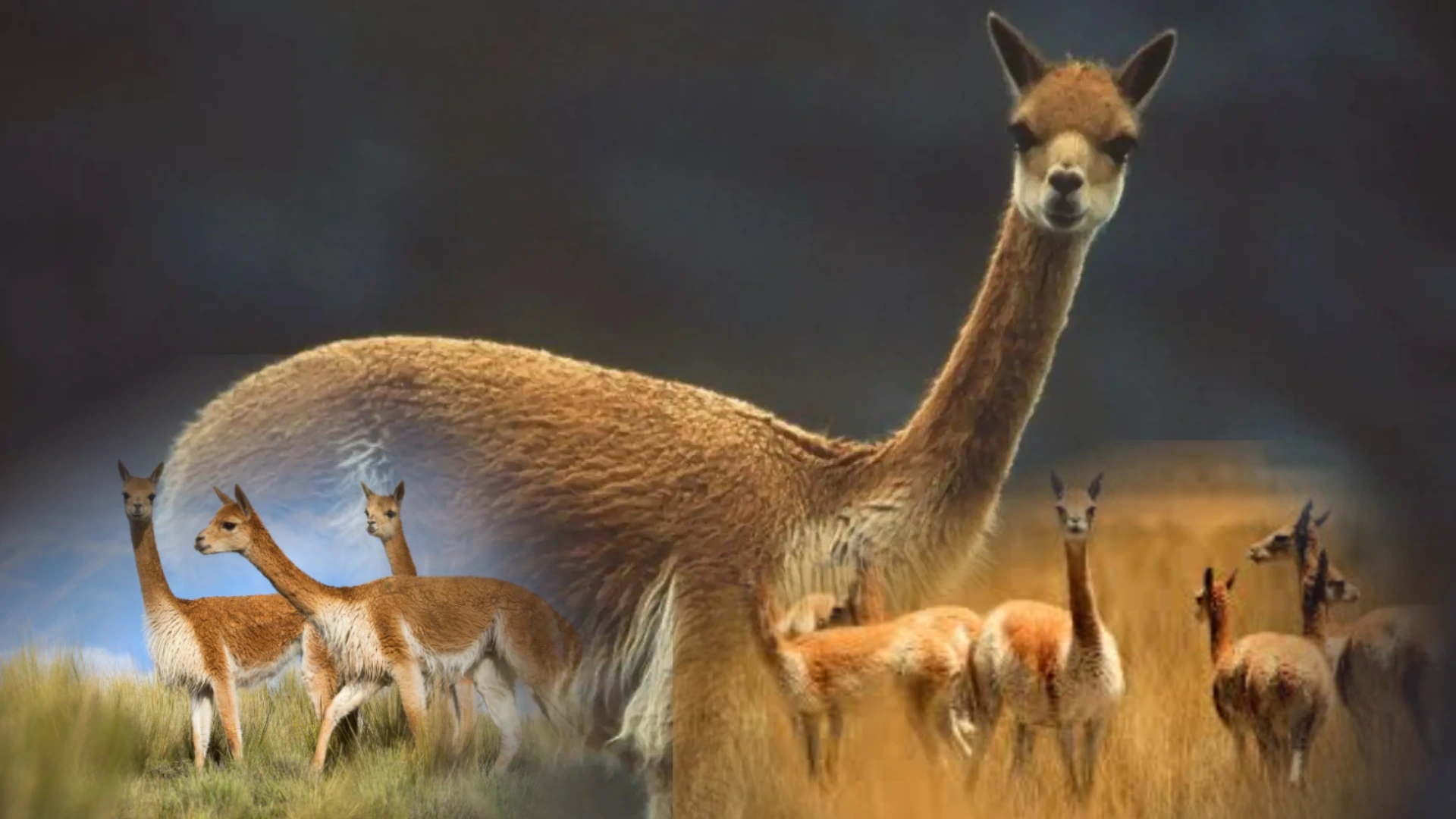 VICUNA