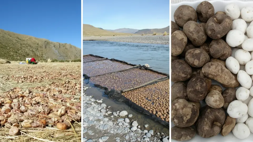 Deshidratación de la papa en los andes peruanos en la producción de agricultura Inca