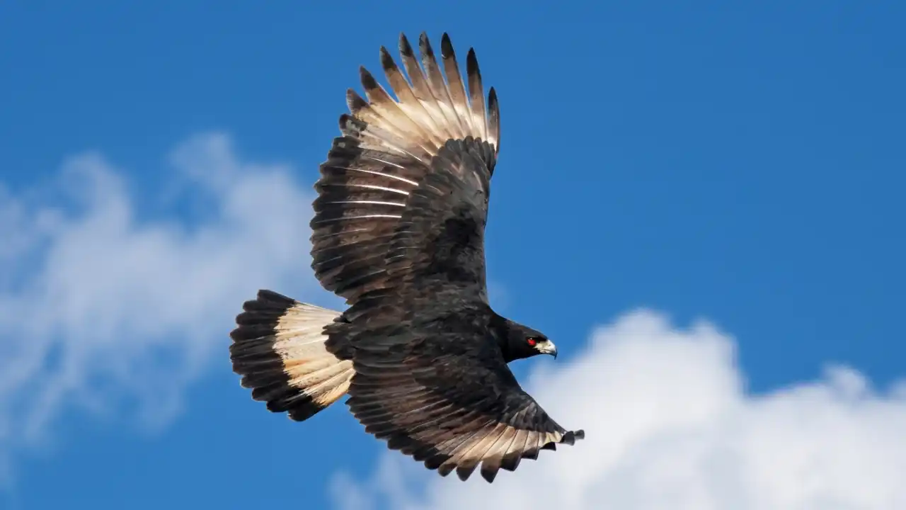 Águila Poma (Spizaetus isidori)