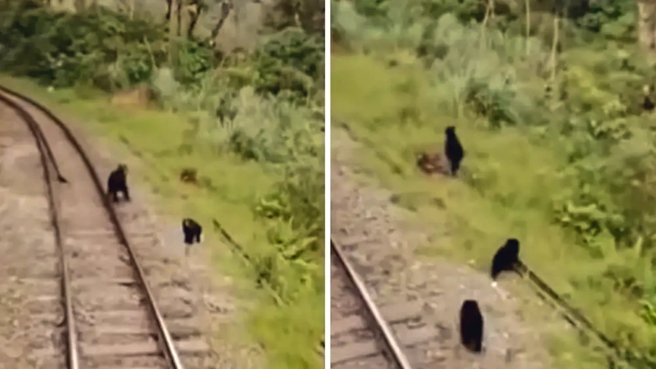 A family of Andean bears walks along the railway to Machu Picchu.