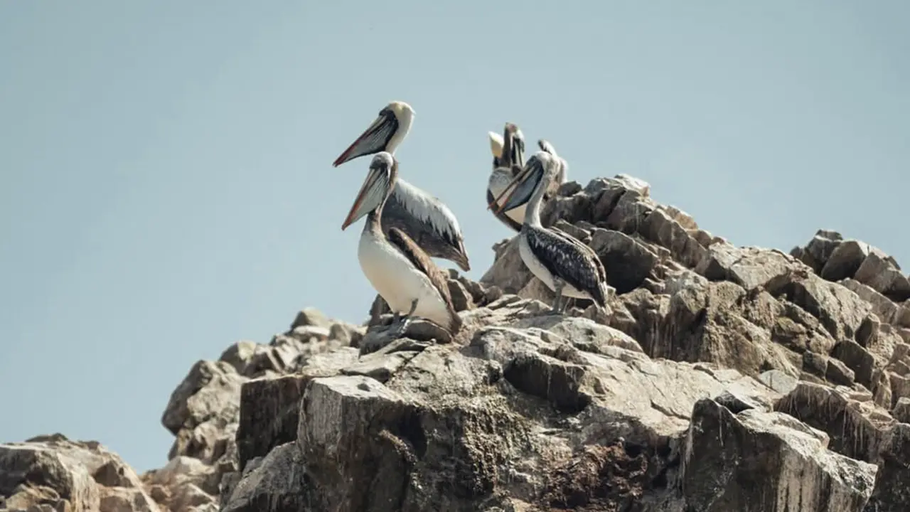 Animales en las Islas Ballestas