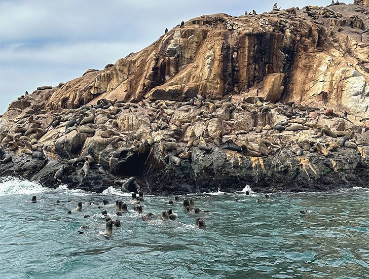 ballestas-islands-wildlife-paracas-day-2-peru-8-days-7-nights