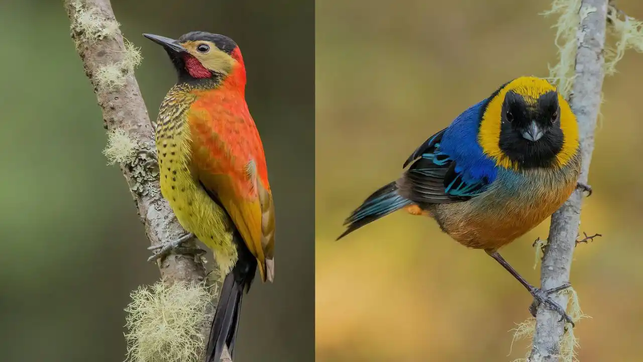 Dentro del Santuario Histórico de Machu Picchu, existen más de 400 especies de aves registradas.