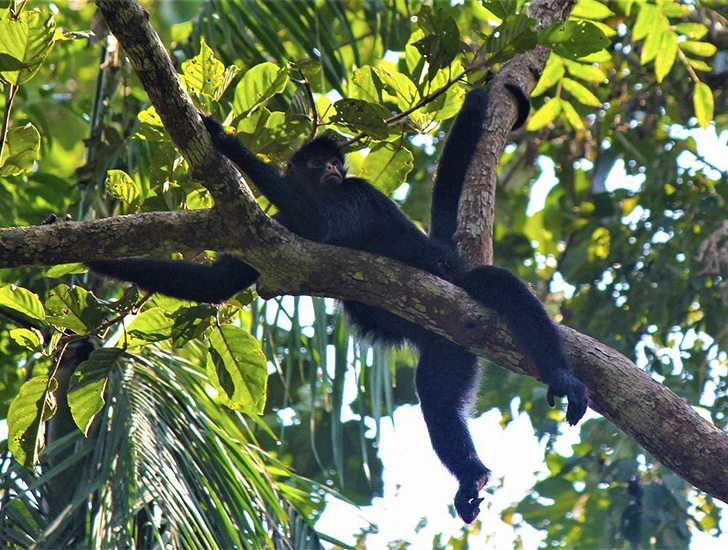 Black Spider Monkey moving among the trees of Manu National Park, an emblematic species of the Peruvian jungle.