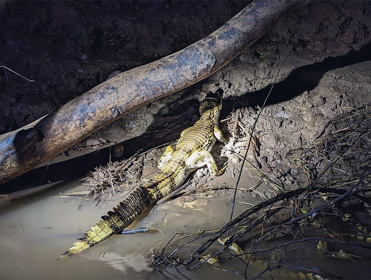 caiman-manu-river-amazon-tour-3-days (2)