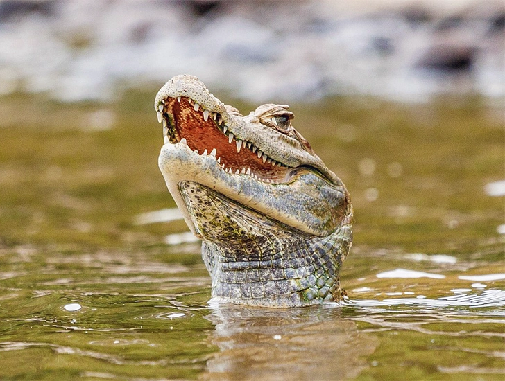 caiman-manu-river-amazon-tour-3-days