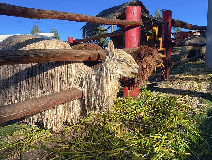 camelidos-andinos-en-valle-sagrado-tour-un-dia-uros-expeditions