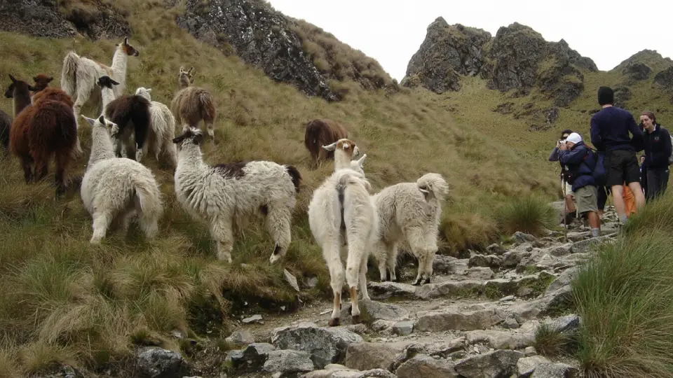 Lamas en Camino Inca