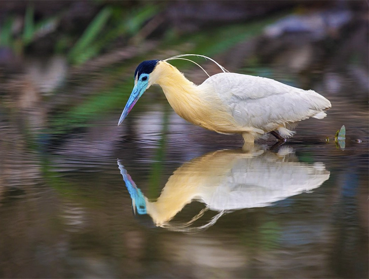 capped-heron-manu-park-birdwatching-tour-3-days-2-nights