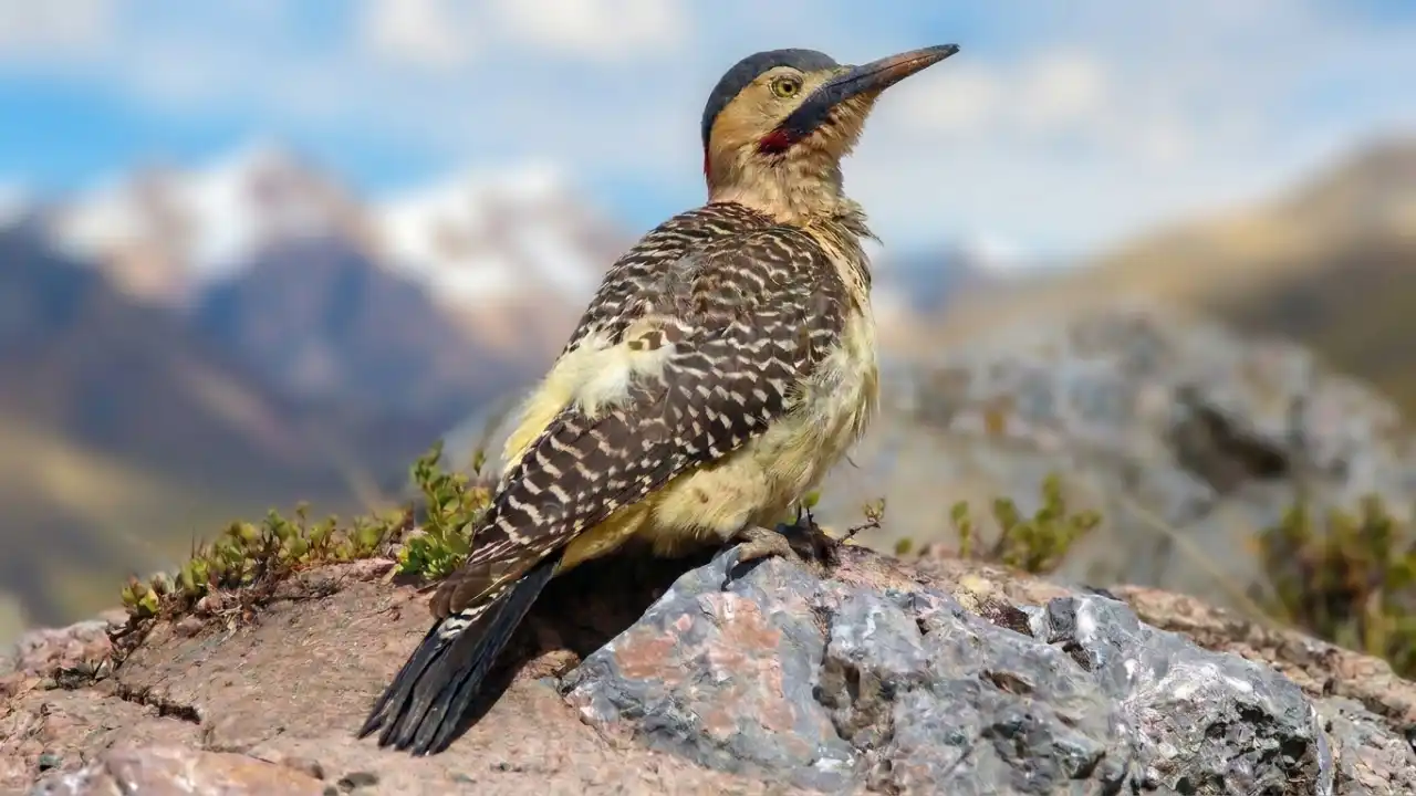 Carpintero Andino (Colaptes rupicola)