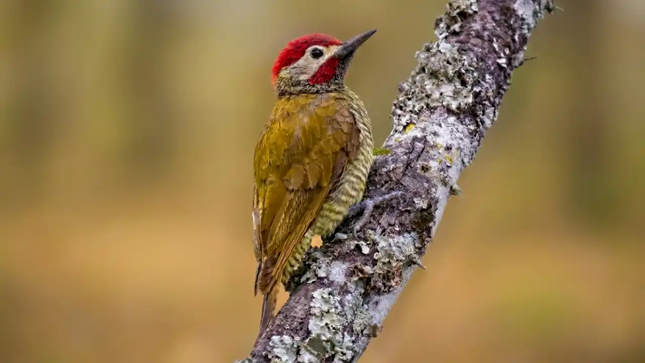 Carpintero Oliváceo (Colaptes rubiginosus)