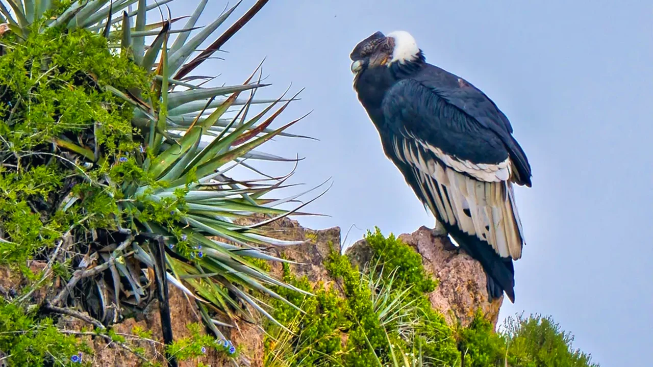 Cañón del Colca en Arequipa