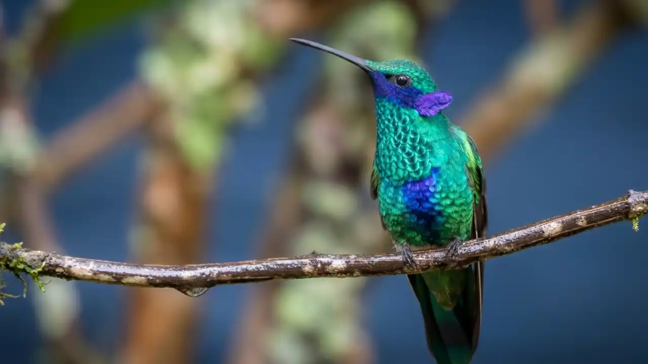 Colibrí Rutilante (Colibri coruscans)