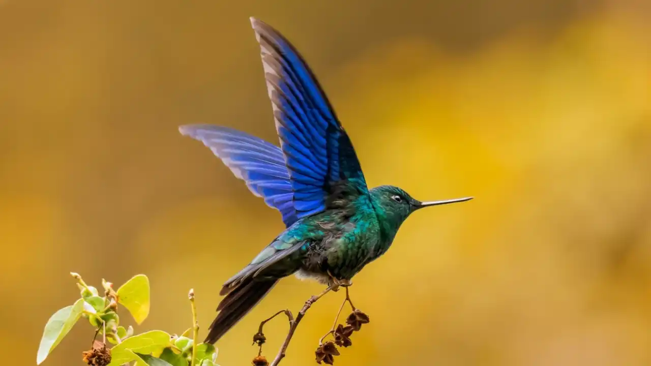 Colibrí Aliazul (Pterophanes cyanopterus)