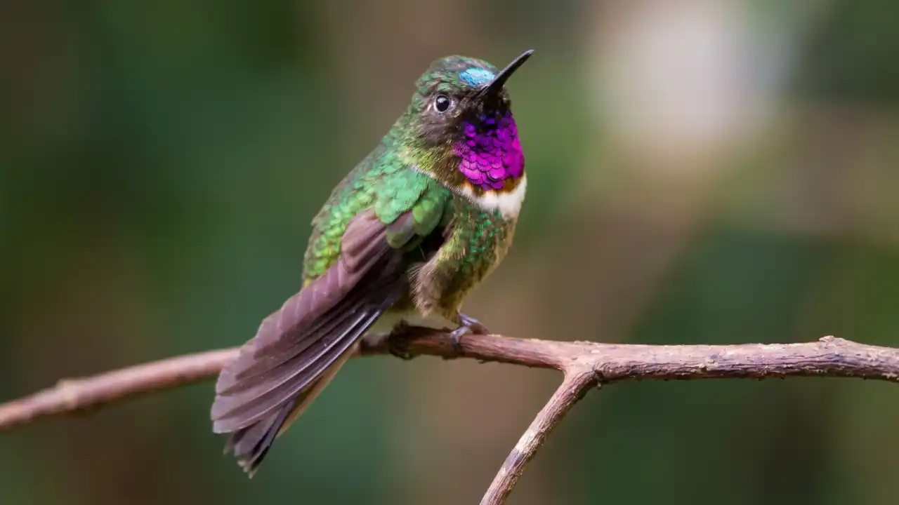 Colibrí Gorjiamatista (Heliangelus amethysticollis)