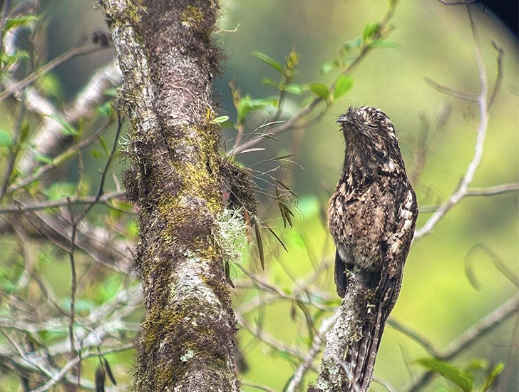 common-potoo-manu-park-birdwatching-tour-3-days-2-nights