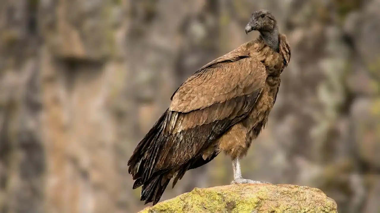 Cóndor Andino (Vultur gryphus)