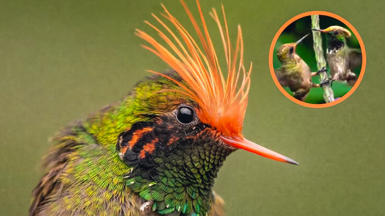 Coqueta de cresta rufa, ave de 6 centímetros, símbolo de Moyobamba en Perú