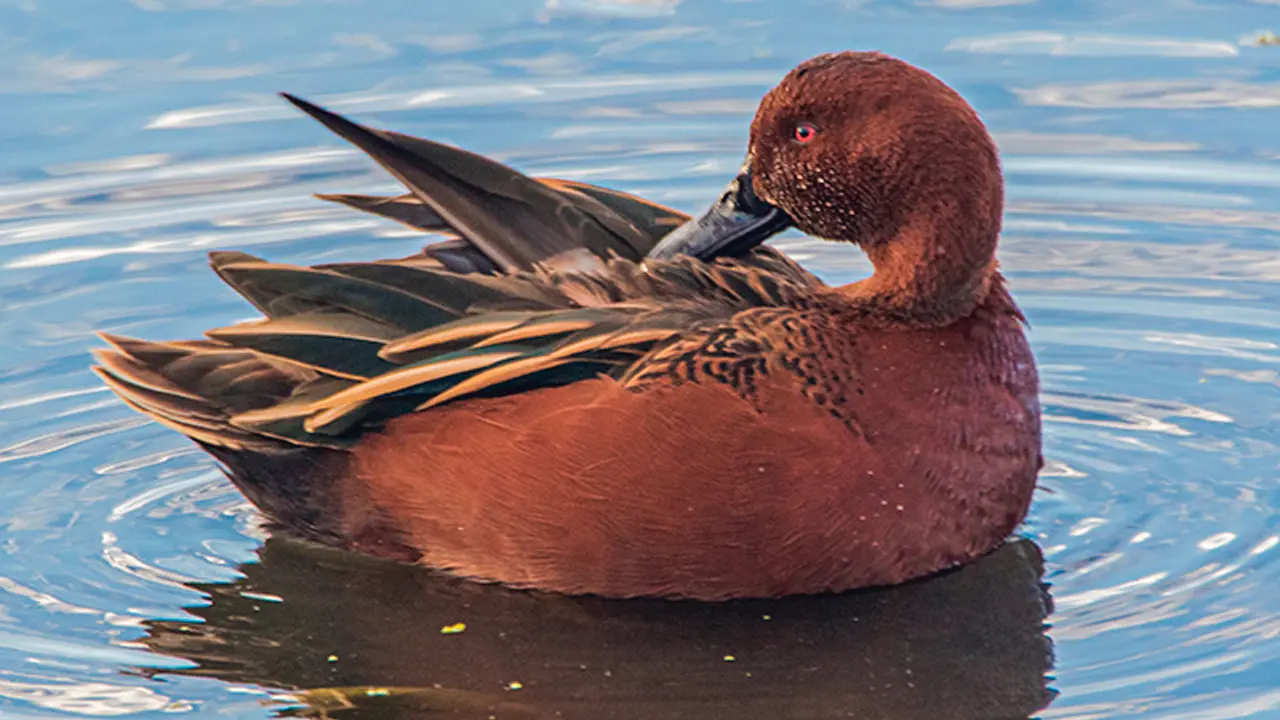 Patos del lago titicaca