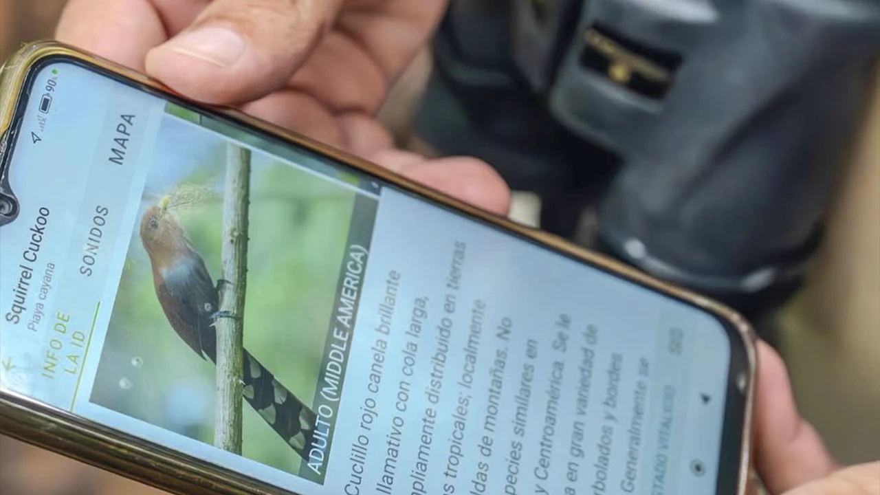ebird