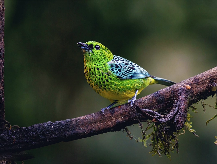 emerald-tanager-manu-national-park-birdwatching-tour