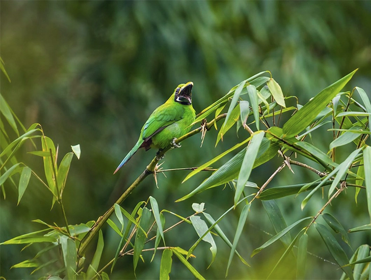 emerald-toucanet-manu-park-birdwatching-tour-3-days-2-nights