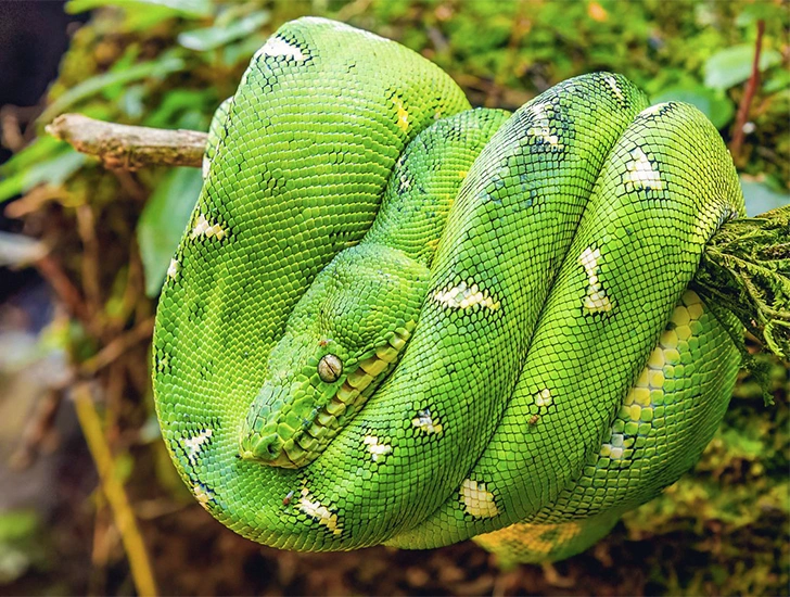 emerald-tree-boa-manu-national-park-amazon-tour