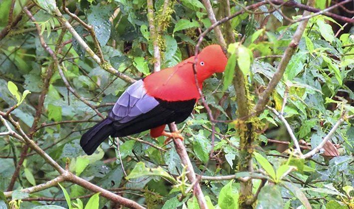 Gallito de las Rocas, ave nacional del Perú, tour de 3 días por el Perú con Uros Expeditions, observación de aves y naturaleza en la selva peruana