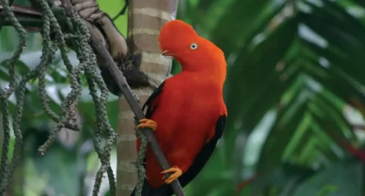 Lista de Aves que puedes encontrar en Machu Picchu